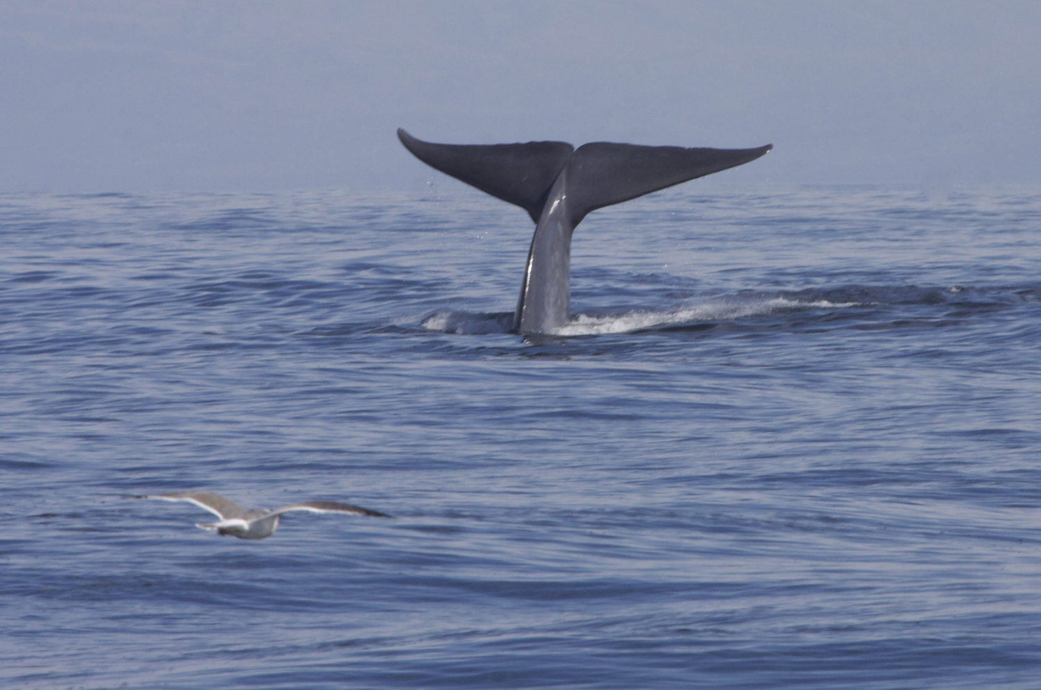 Blue_Whale_(Balaenoptera_musculus)_(16108163937) – Antarcticstories